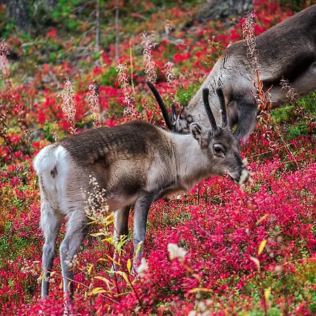 아파트 In Lapland - Alppilevi 1 B1