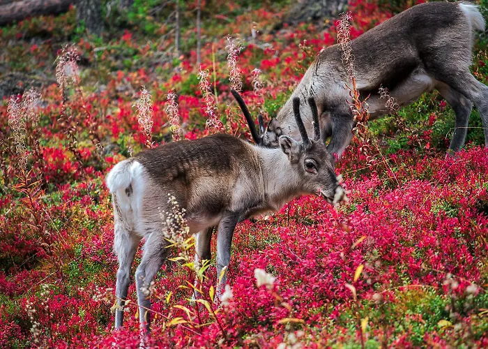 Διαμέρισμα In Lapland - Alppilevi 1 B1